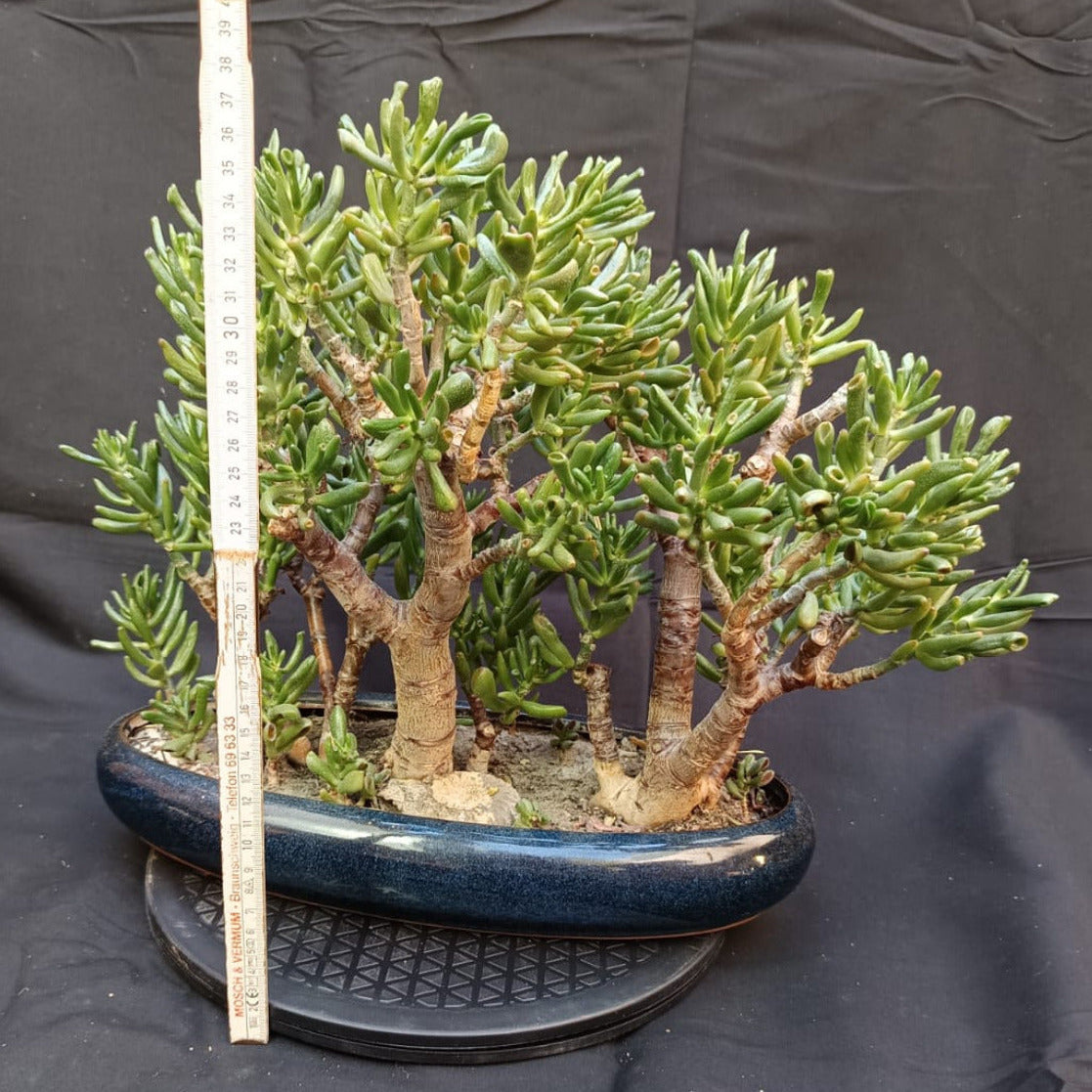 Crassula Ovata 'Gollum' | Wald-Gestaltung | Yose-ue