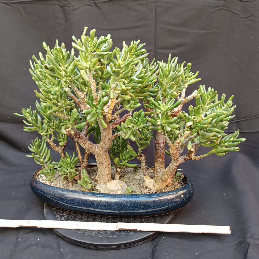 Crassula Ovata 'Gollum' | Wald-Gestaltung | Yose-ue
