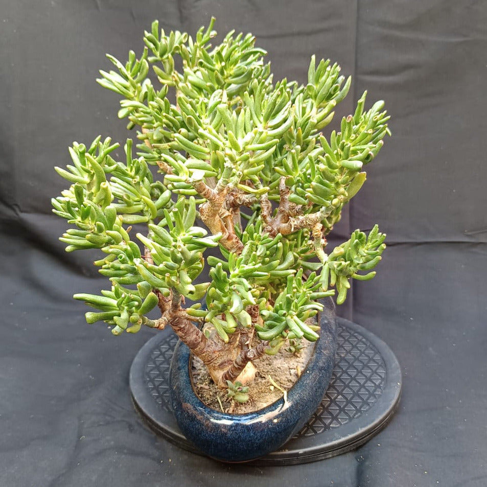 Crassula Ovata 'Gollum' | Wald-Gestaltung | Yose-ue