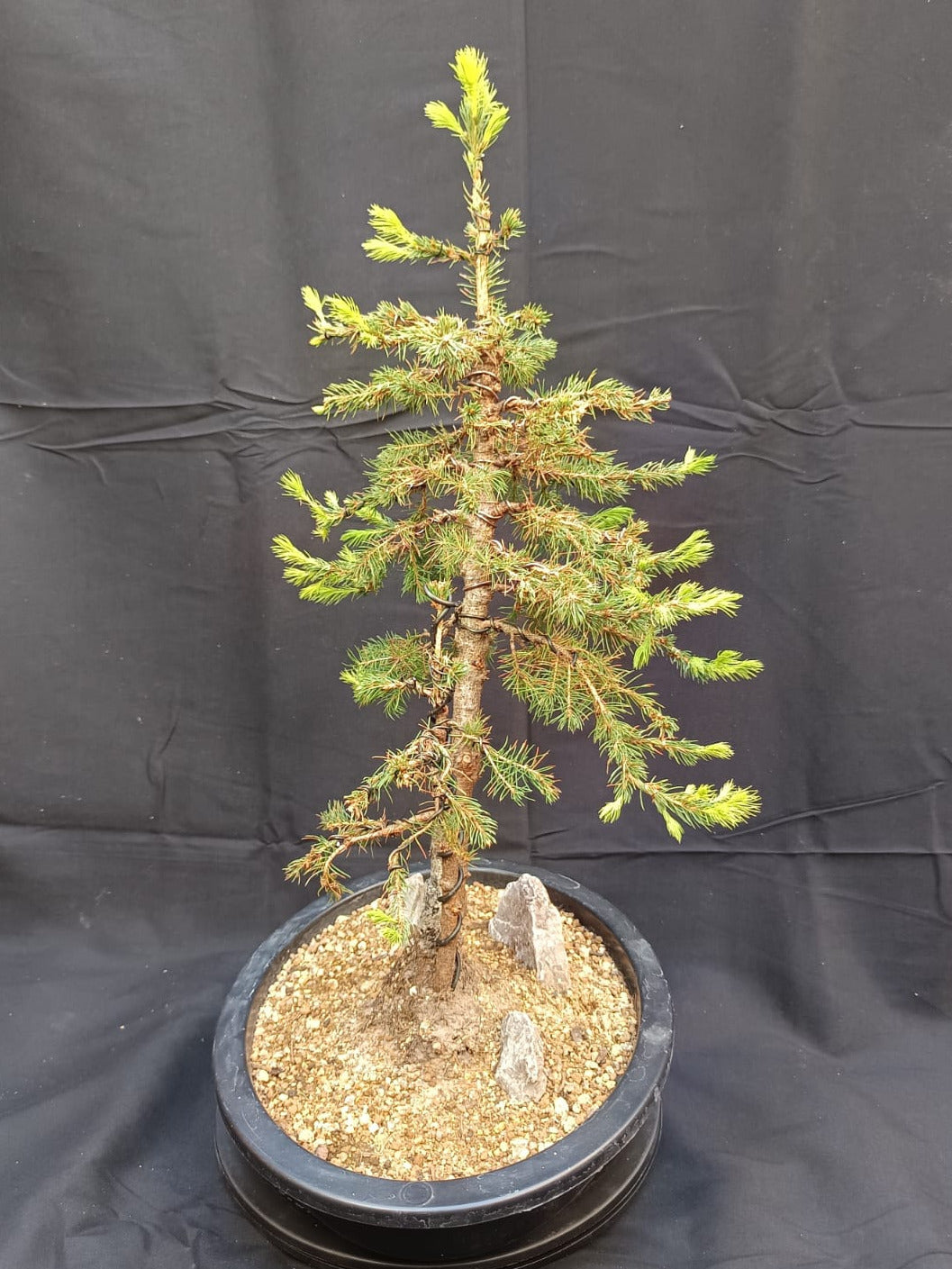 Zuckerhutfichte (Picea glauca 'Conica Speedy') – Zwillingsstamm (Sokan)
