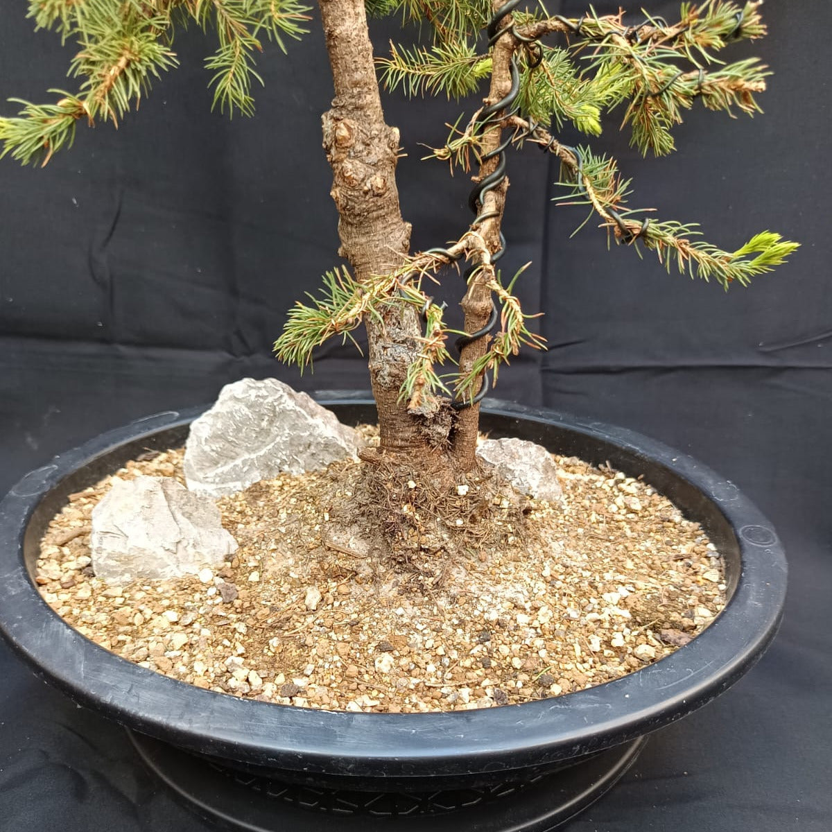 Zuckerhutfichte (Picea glauca 'Conica Speedy') – Zwillingsstamm (Sokan)
