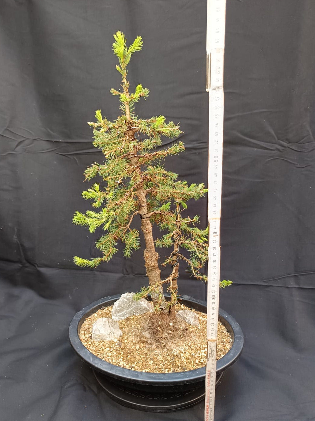 Zuckerhutfichte (Picea glauca 'Conica Speedy') – Zwillingsstamm (Sokan)