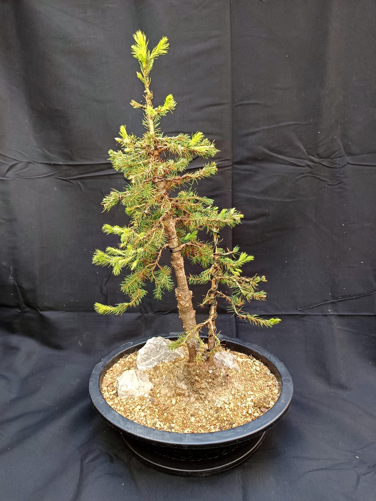 Zuckerhutfichte (Picea glauca 'Conica Speedy') – Zwillingsstamm (Sokan)