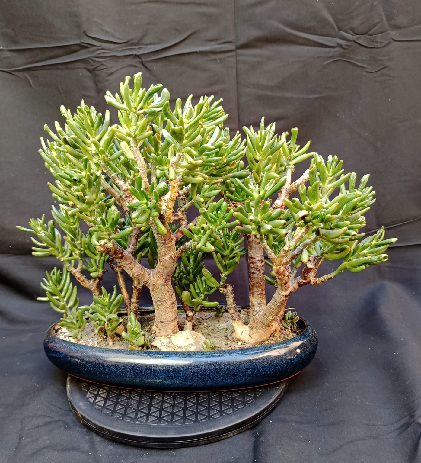 Crassula Ovata 'Gollum' | Wald-Gestaltung | Yose-ue